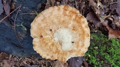 Piptoporellus soloniensis