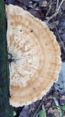 Piptoporellus soloniensis