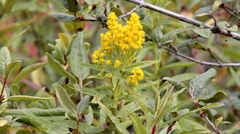 Solidago lepida lepida