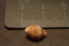 Pseudonebularia rubritincta