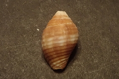 Pseudonebularia rubritincta