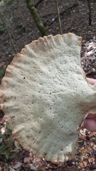 Piptoporellus soloniensis