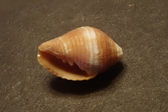 Pseudonebularia rubritincta