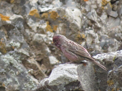 Chinese Beautiful Rosefinch (Carpodacus davidianus), photo 5