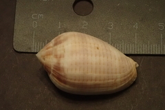 Pterygia dactylus