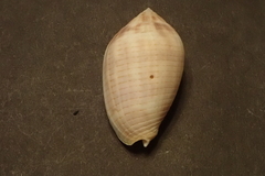 Pterygia dactylus
