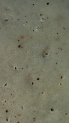 Piptoporellus soloniensis