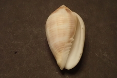 Pterygia dactylus