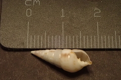 Pyramidella