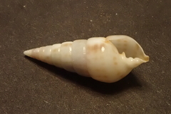 Pyramidella