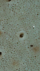 Piptoporellus soloniensis