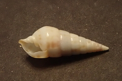 Pyramidella