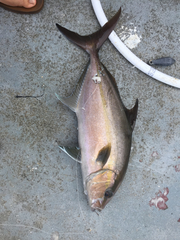 Seriola rivoliana