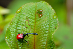 Trachelophorus giraffa