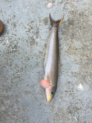 Malacanthus plumieri