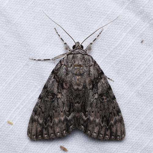 Ulalume Underwing photo 2