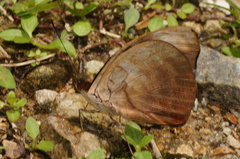 Catonephele numilia immaculata