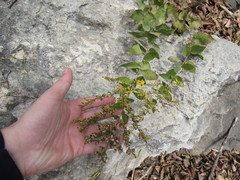Solidago drummondii