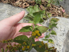 Solidago drummondii