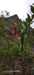 Macleania salapa