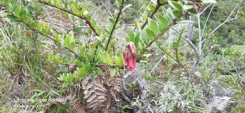 Macleania salapa image