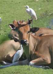 Bubulcus ibis coromandus