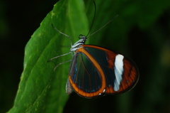 Oleria paula
