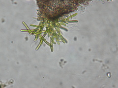 Microthamnion