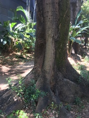 Erythrina poeppigiana