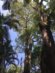 Erythrina poeppigiana