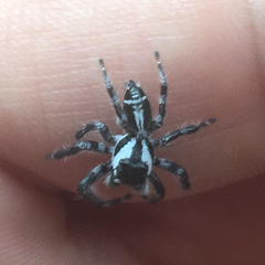 Hyllus