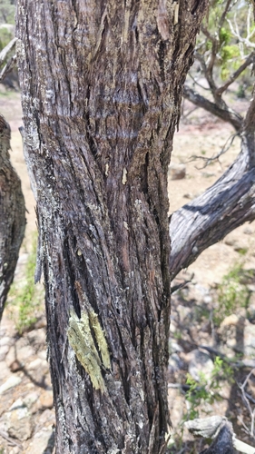 Durango juniper (Juniperus durangensis)