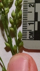 Panicum miliaceum