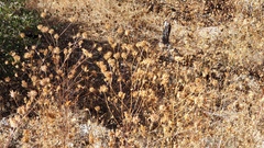 Cordylanthus rigidus setigerus