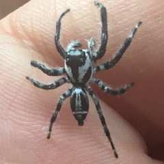 Hyllus