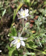 Spergula ramosa