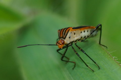 Hypselonotus argutus