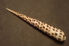 Terebra subulata