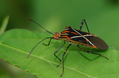 Hypselonotus argutus