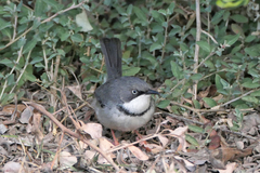 Apalis thoracica