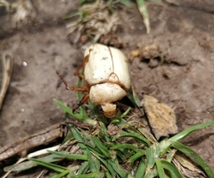 Platycoelia lutescens