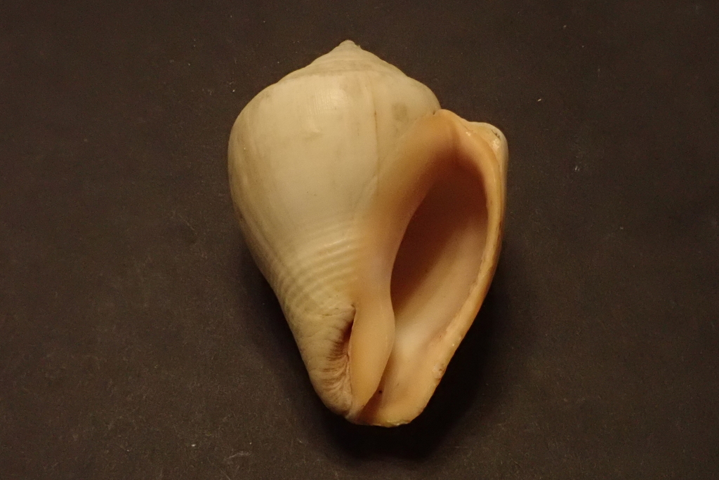 Volema