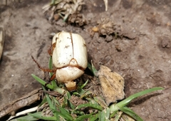 Platycoelia lutescens