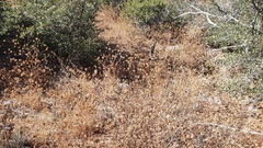 Cordylanthus rigidus setigerus