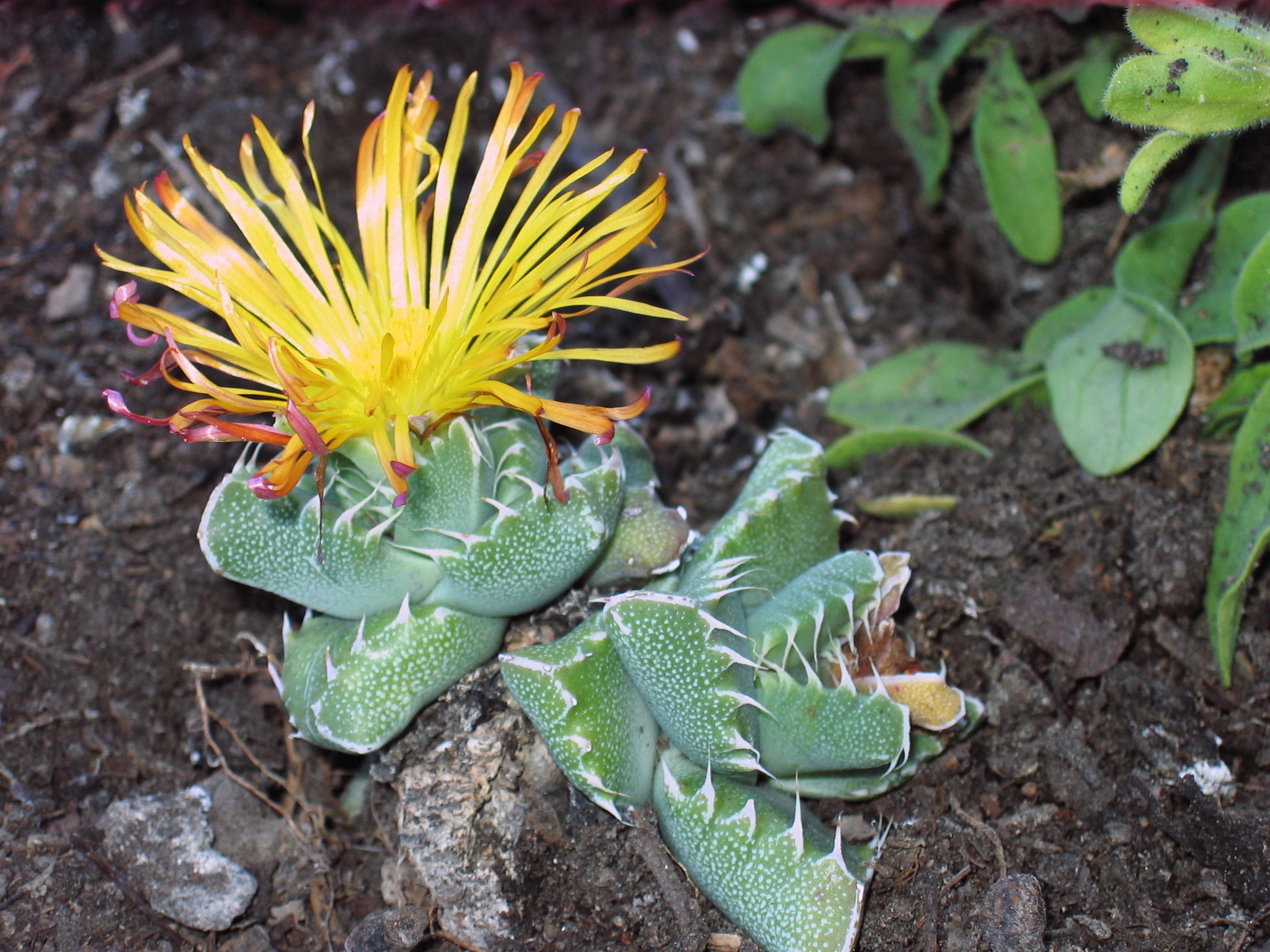 Mesembryanthemum ringens L. 3