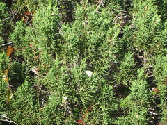 Leptotes pirithous
