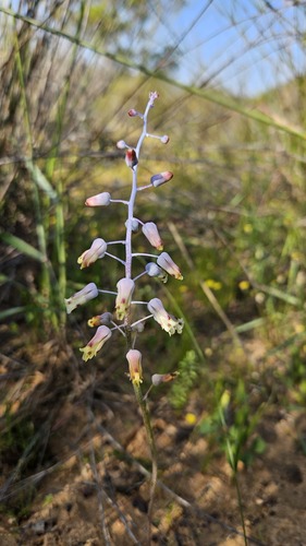 Hairy Viooltjie (Lachenalia hirta)