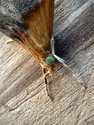 Sooty-winged Chalcoela Moth photo 6
