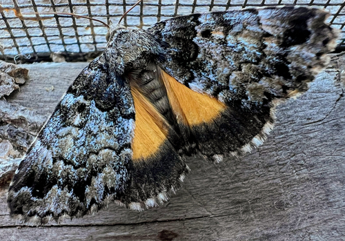 False Underwing photo 4