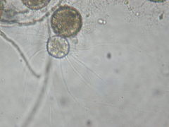 Alphamyces chaetifer